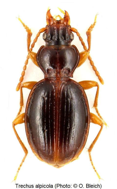 trechus_alpicola_hab1.jpg