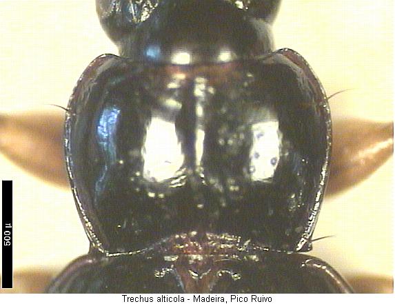 trechus_alticola_hsch.jpg