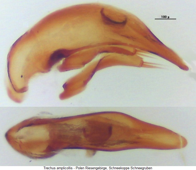 trechus_amplicollis.jpg