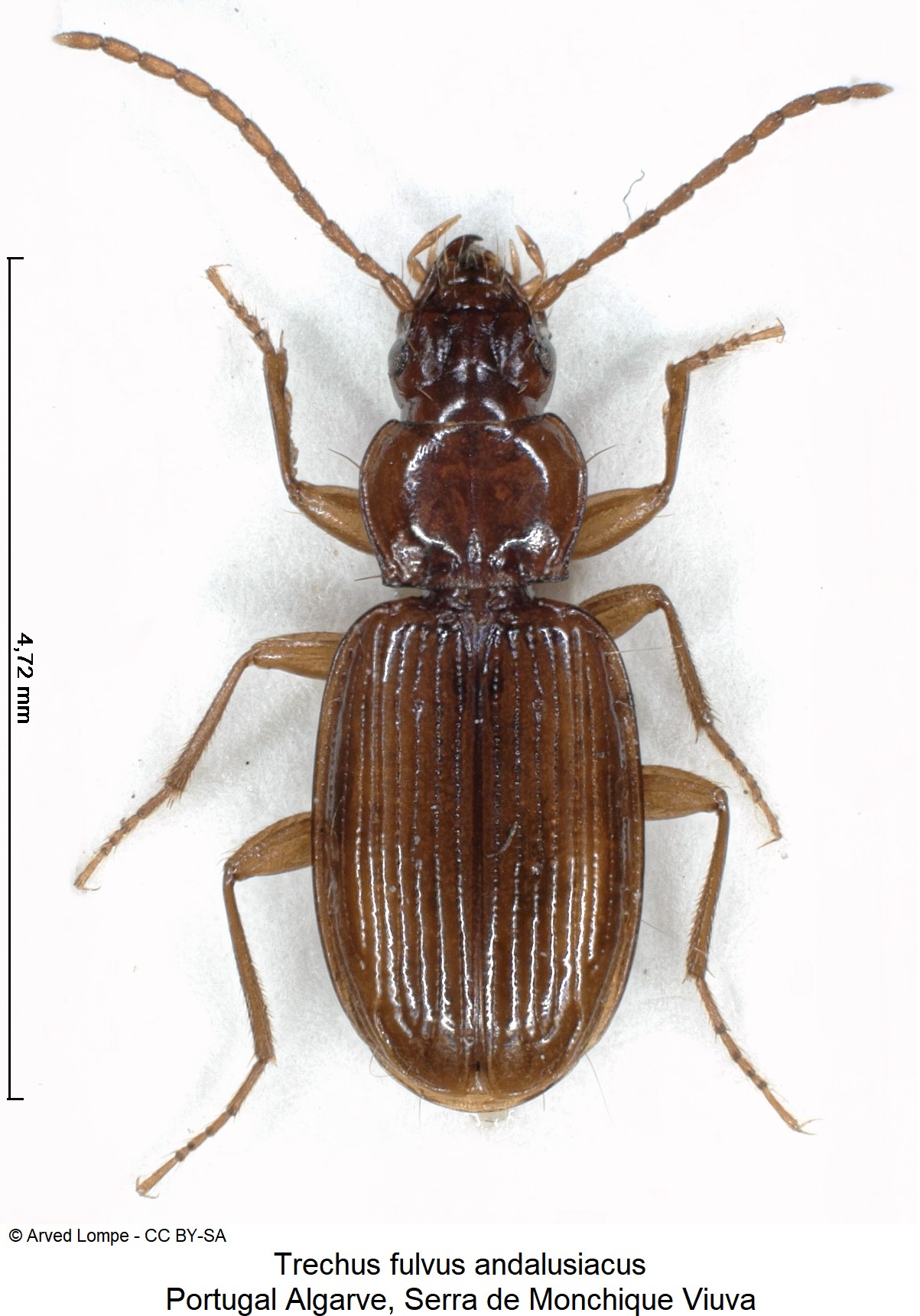 trechus_andalusiacus_ck16453_hab.jpg