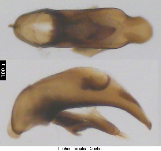 trechus_apicalis2.jpg
