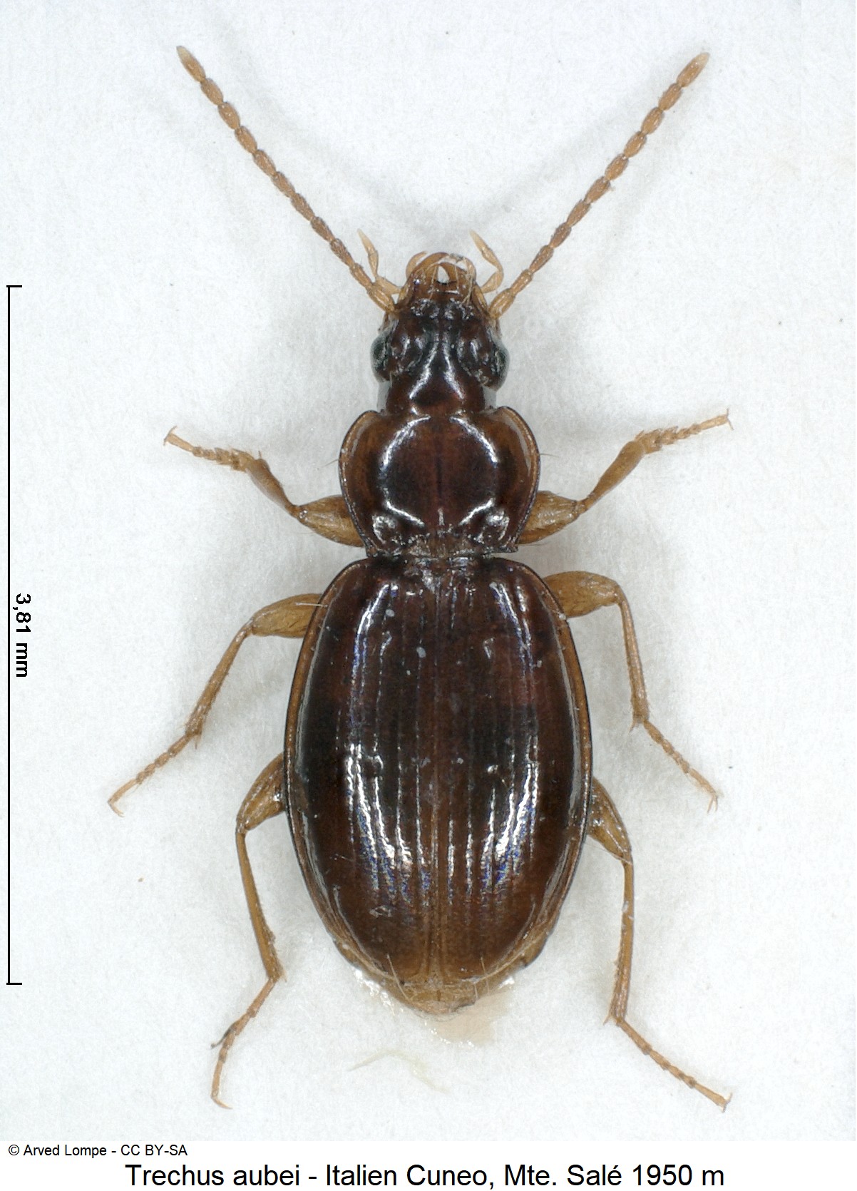 trechus_aubei_ck19995_hab.jpg