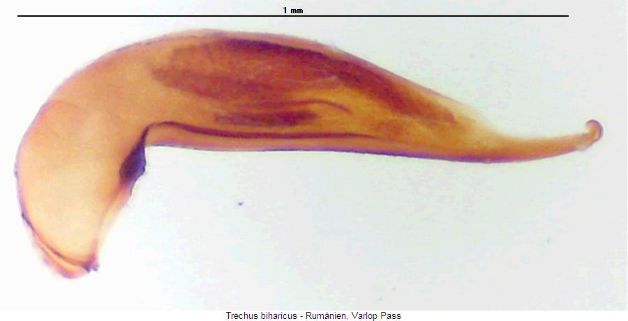 trechus_biharicus.jpg