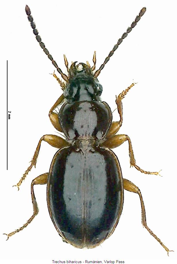 trechus_biharicus_hab.jpg