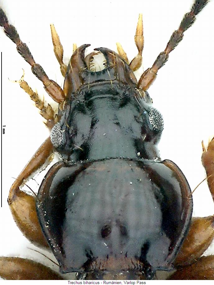 trechus_biharicus_vk.jpg