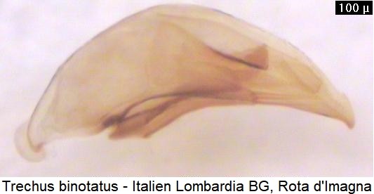 trechus_binotatus.jpg