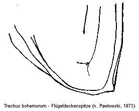 trechus_bohemorum_fld.gif