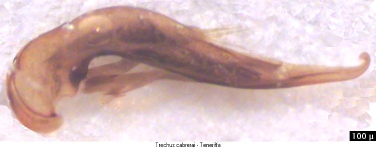 trechus_cabrerai.jpg