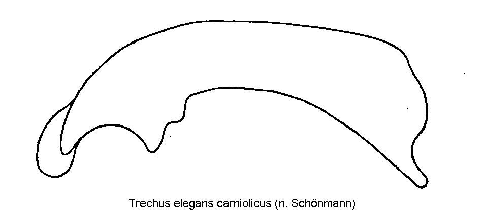 trechus_carniolicus.gif