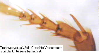 trechus_cautus_tr.jpg