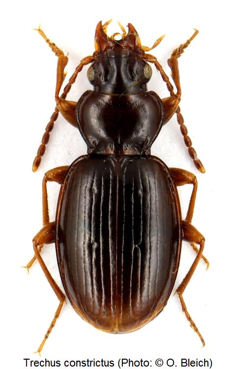 trechus_constrictus_hab1.jpg