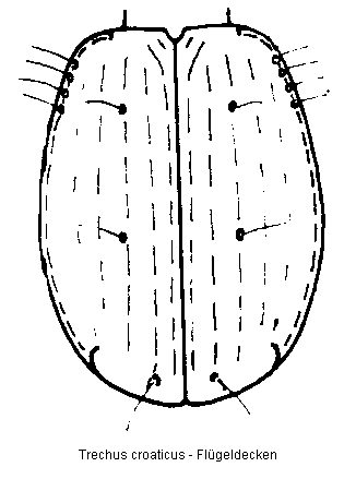 trechus_croaticus_fld.gif
