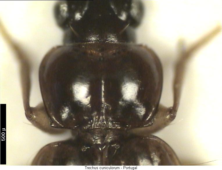 trechus_cuniculorum_hsch.jpg