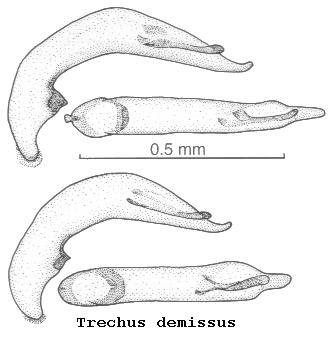 trechus_demissus.jpg