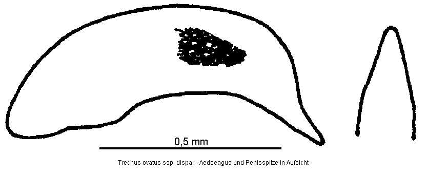 trechus_dispar.gif