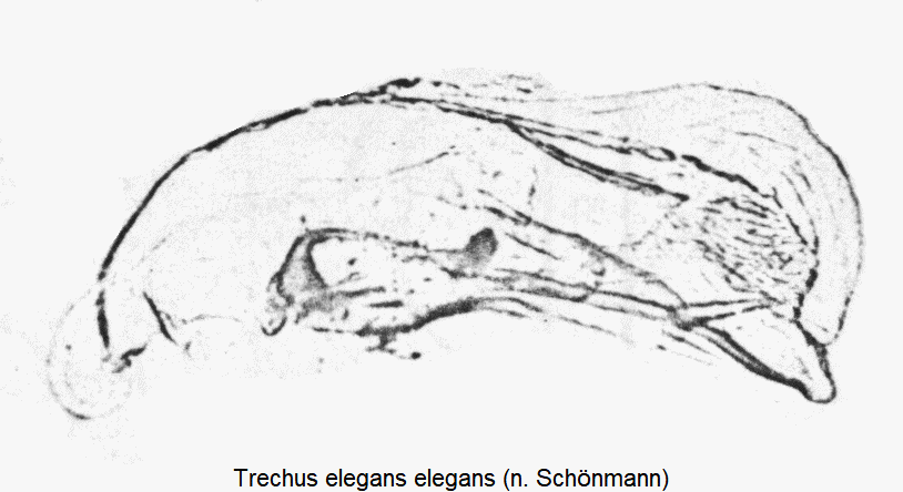 trechus_elegans2.gif