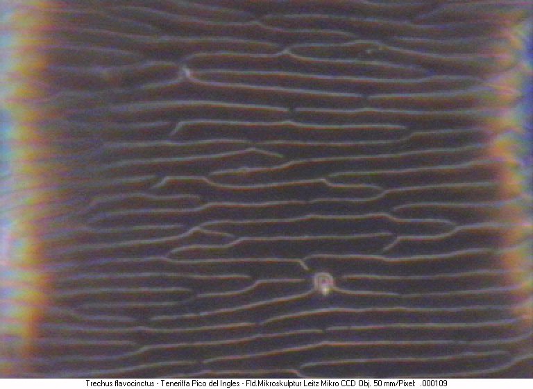 trechus_flavocinctus_mikroskulptur.jpg