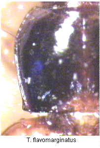 trechus_flavomarginatus_hsch.jpg