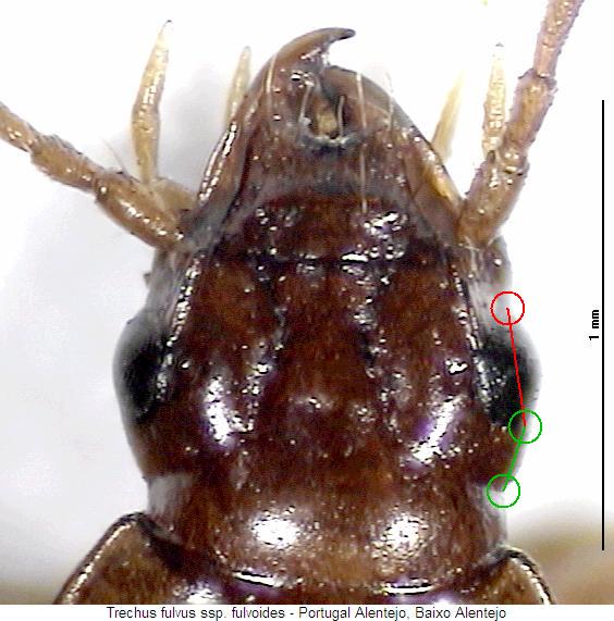 trechus_fulvoides_k.jpg