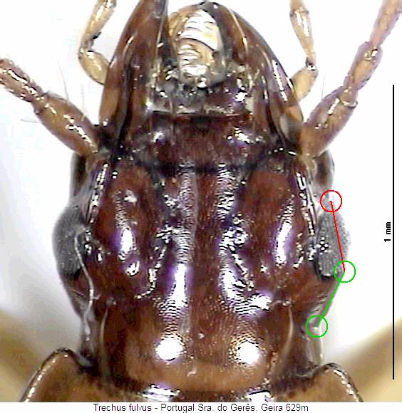 trechus_fulvus_k.jpg