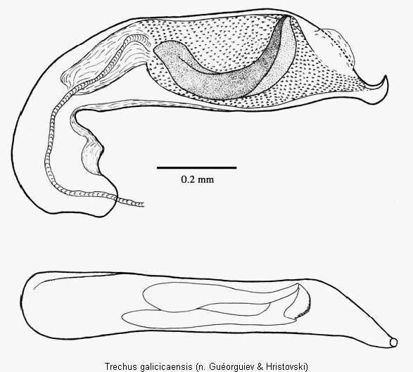 trechus_galicicaensis.gif