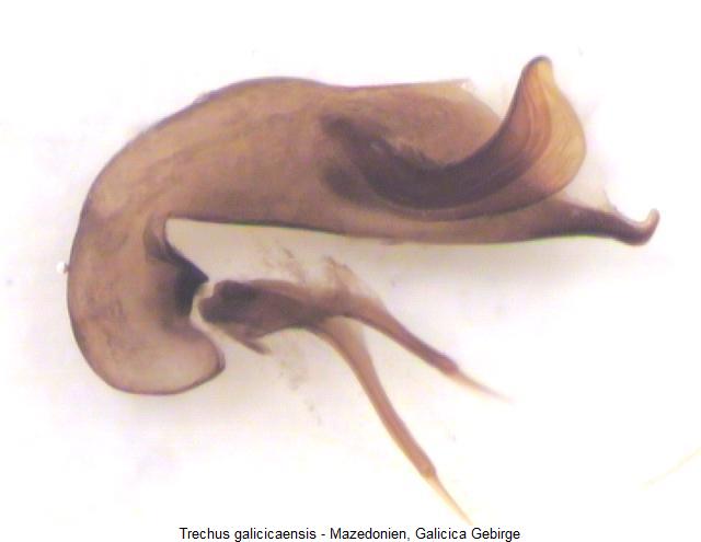 trechus_galicicaensis2.jpg