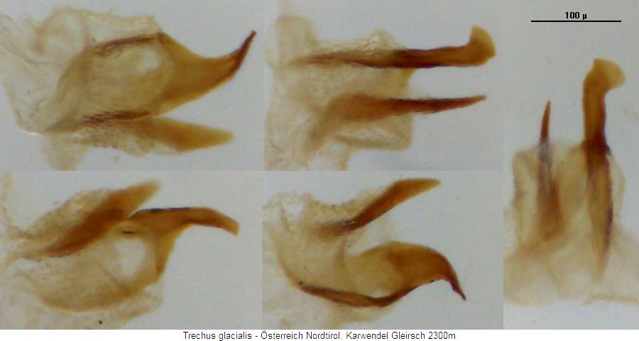 trechus_glacialis_pc.jpg