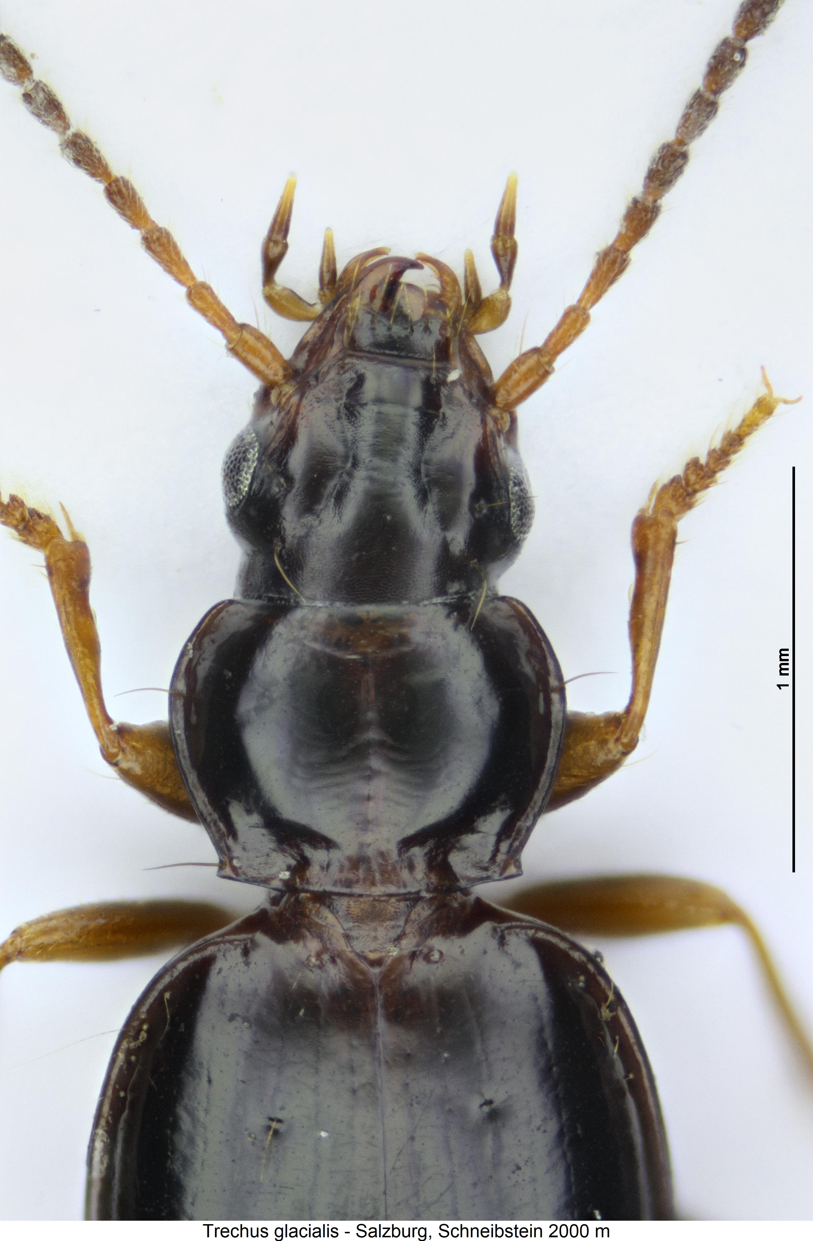 trechus_glacialis_vk.jpg