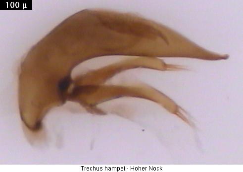 trechus_hampei.jpg