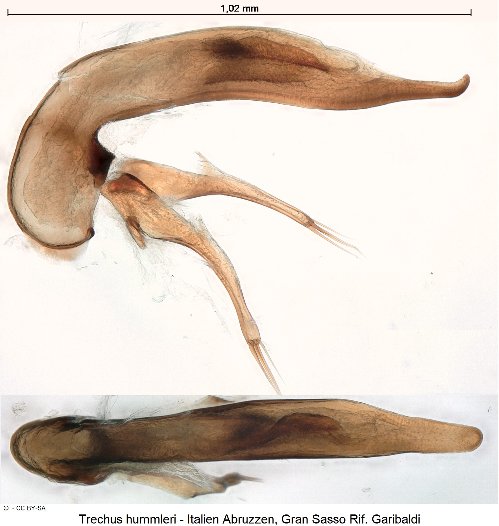 trechus_hummleri_ck33921489.jpg