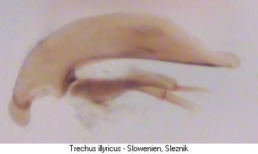 trechus_illyricus.jpg