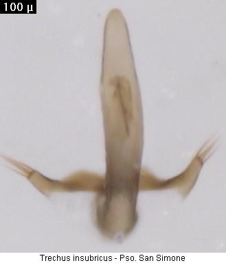 trechus_insubricus_aufs.jpg