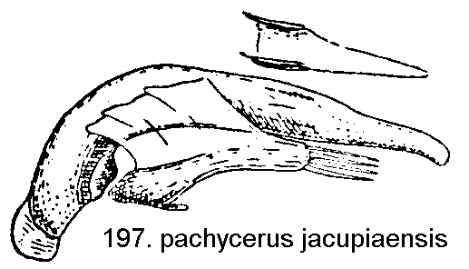 trechus_jacupicaensis.gif
