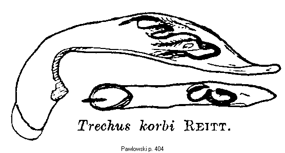 trechus_korbi.gif