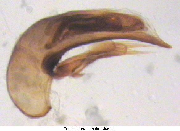trechus_laranoensis.jpg