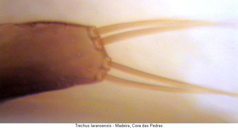 trechus_laranoensis_pm.jpg