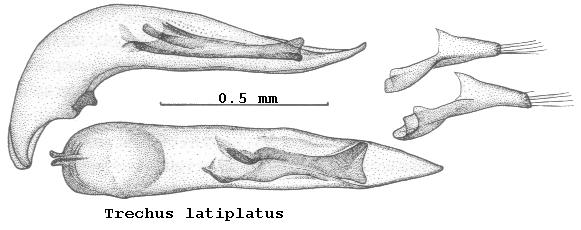 trechus_latiplatus.jpg