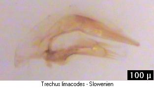 trechus_limacodes.jpg