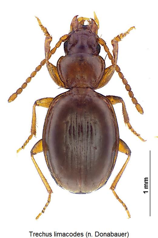 trechus_limacodes_hab.jpg