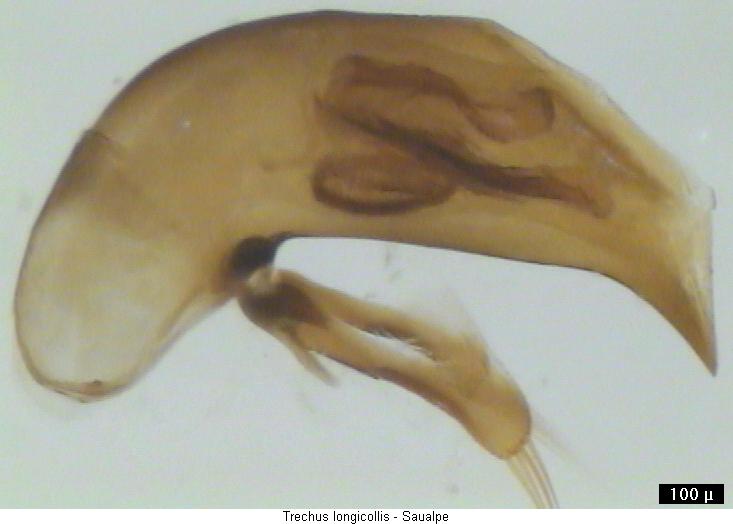 trechus_longicollis.jpg