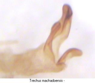 trechus_machadoensis_pc.jpg