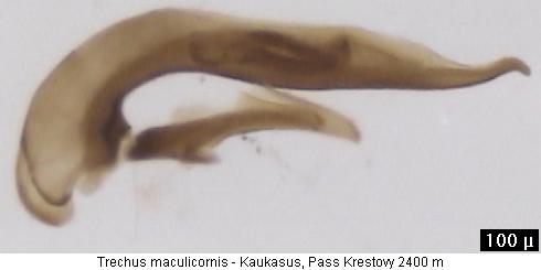 trechus_maculicornis.jpg