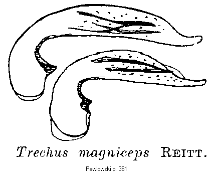 trechus_magniceps.gif