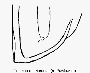 trechus_matrismeae_fld2.gif