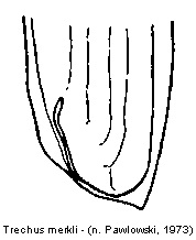trechus_merkli_fld.gif