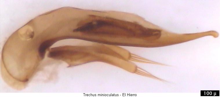 trechus_minioculatus.jpg