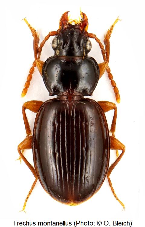 trechus_montanellus_hab.jpg