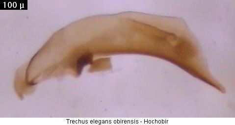 trechus_obirensis.jpg