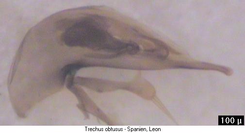 trechus_obtusus.jpg