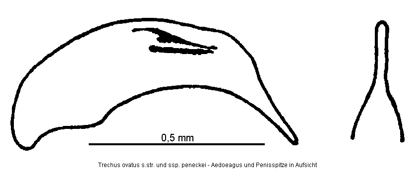 trechus_ovatus.gif